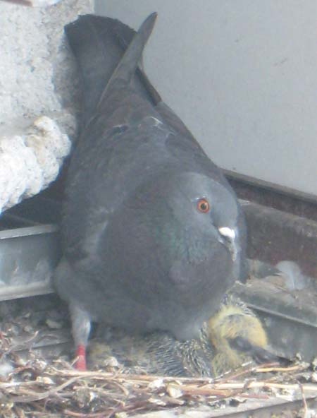 鳩の赤ちゃん